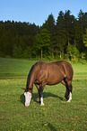 Quarter Horse in summer