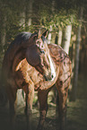 brown Quarter Horse