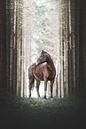 brown Quarter Horse