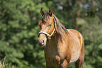 adult Quarter Horse