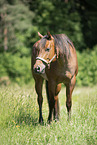 adult Quarter Horse