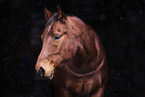 Quarter  Horse