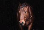 Quarter  Horse