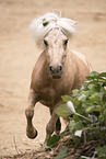 Shetland Pony mare