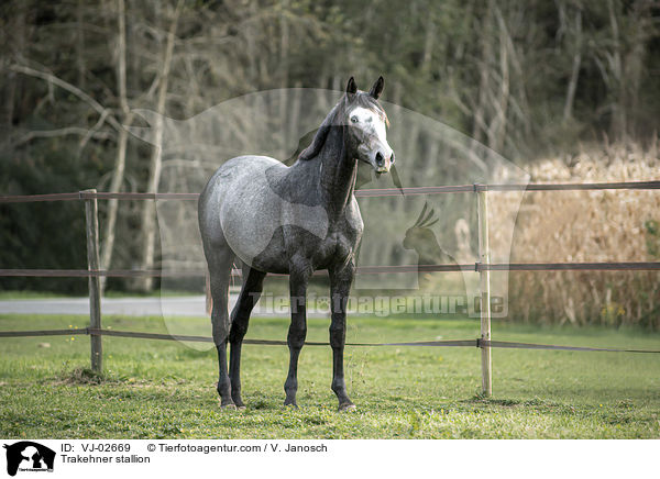 Trakehner stallion / VJ-02669