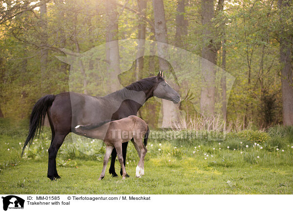 Trakehner with foal / MM-01585