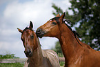 Trakehner and Quarter Horse