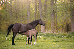 Trakehner with foal