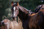 Trakehner horse