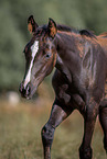 Trakehner horse