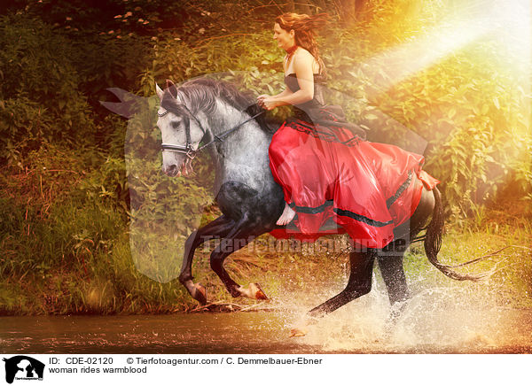 Frau reitet Warmblut / woman rides warmblood / CDE-02120