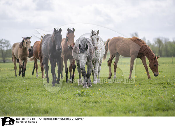 herds of horses / JM-11318