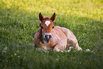Welsh Cob foal
