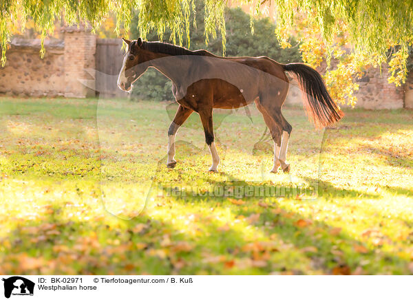 Westphalian horse / BK-02971