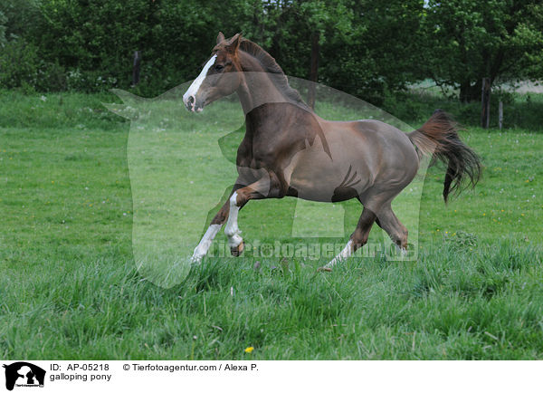 galloping pony / AP-05218
