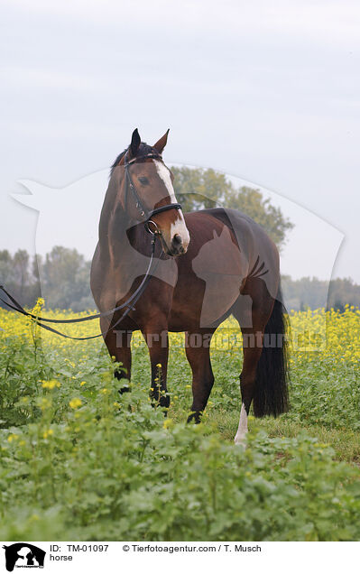 horse / TM-01097