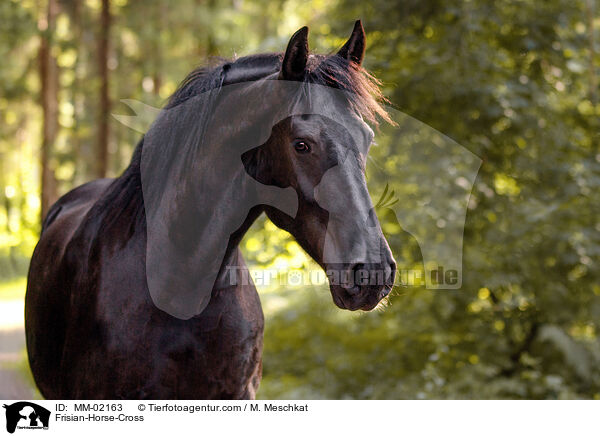 Frisian-Horse-Cross / MM-02163