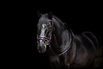 Frisian-Horse-Cross Portrait