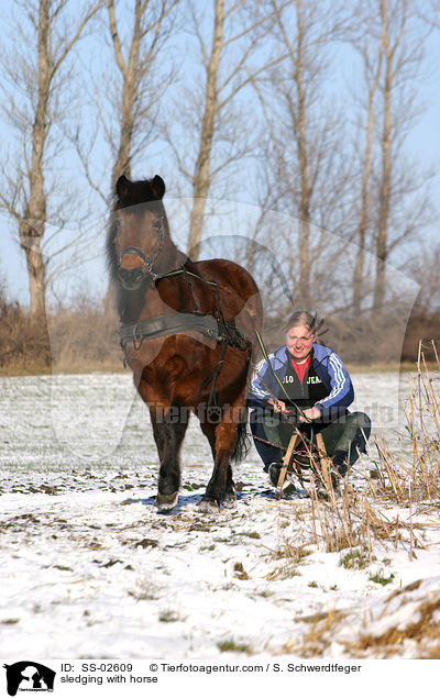 sledging with horse / SS-02609