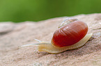 Smaller Banded Snail