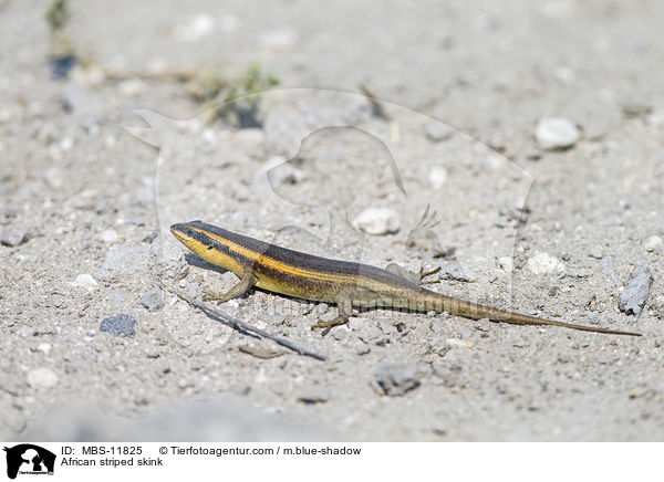 African striped skink / MBS-11825