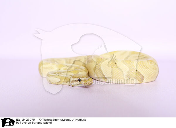 ball python banana pastel / JH-27975