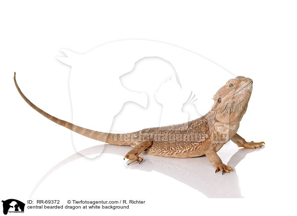 central bearded dragon at white background / RR-69372