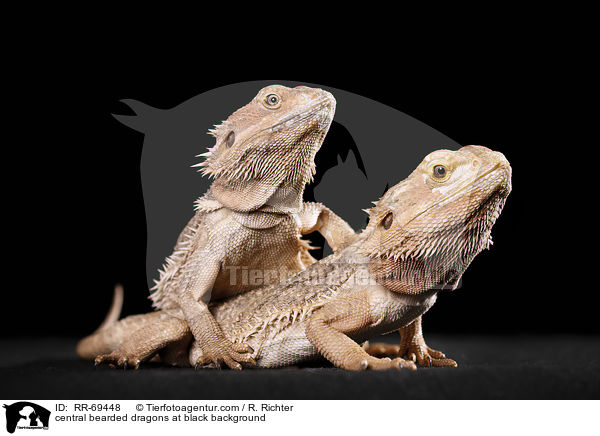 central bearded dragons at black background / RR-69448