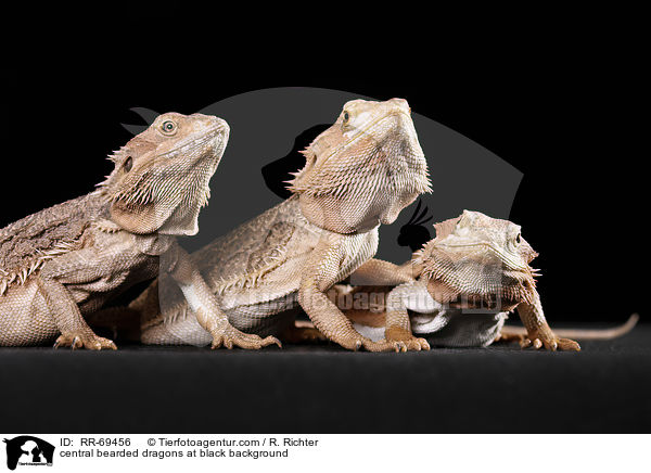central bearded dragons at black background / RR-69456