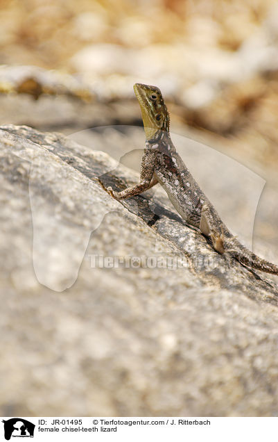 female chisel-teeth lizard / JR-01495
