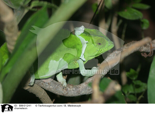 chameleon / BM-01241