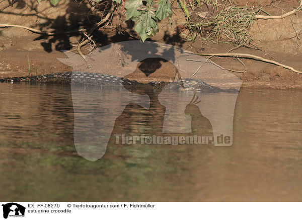 estuarine crocodile / FF-08279