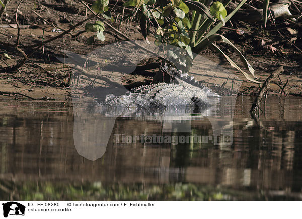 estuarine crocodile / FF-08280