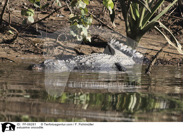 estuarine crocodile / FF-08281