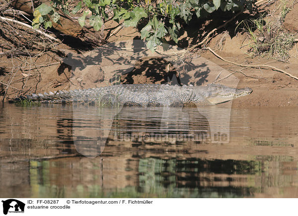 estuarine crocodile / FF-08287