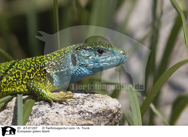 European green lizard / AT-01297
