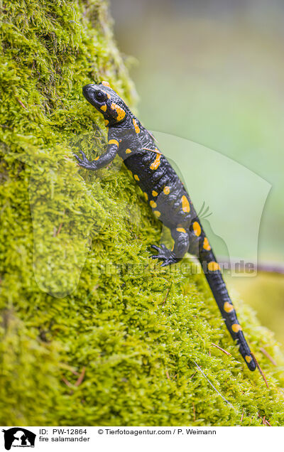 fire salamander / PW-12864
