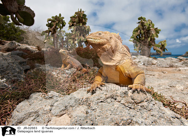 Galapagos land iguanas / JR-02663