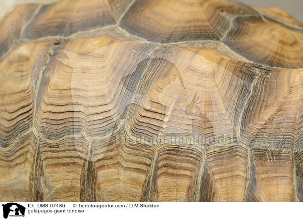 galpagos giant tortoise / DMS-07486