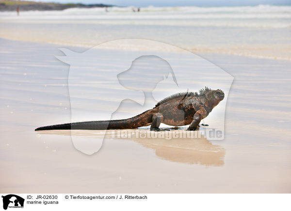 marine iguana / JR-02630
