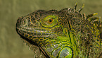 common iguana