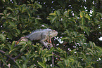green Iguana