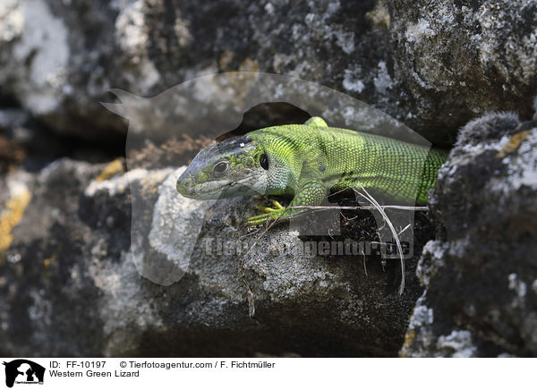 Western Green Lizard / FF-10197