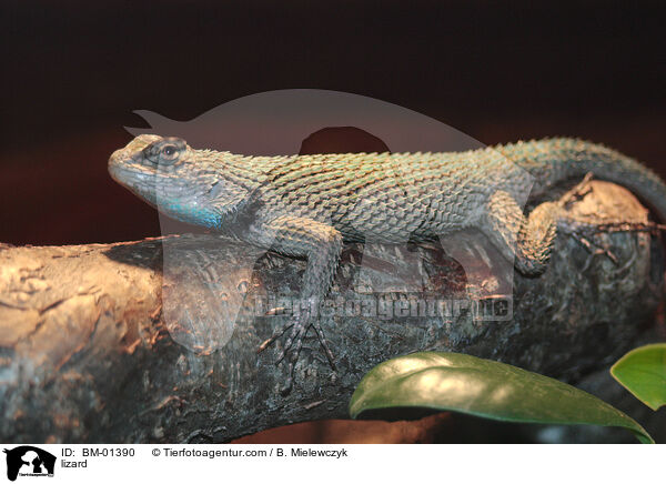 lizard / BM-01390