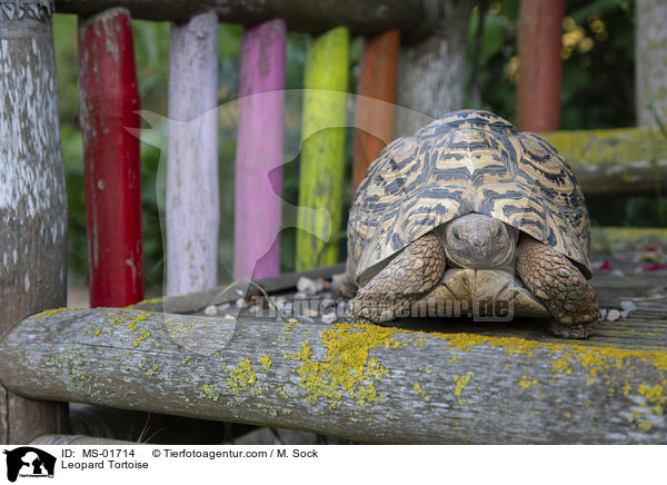 Leopard Tortoise / MS-01714