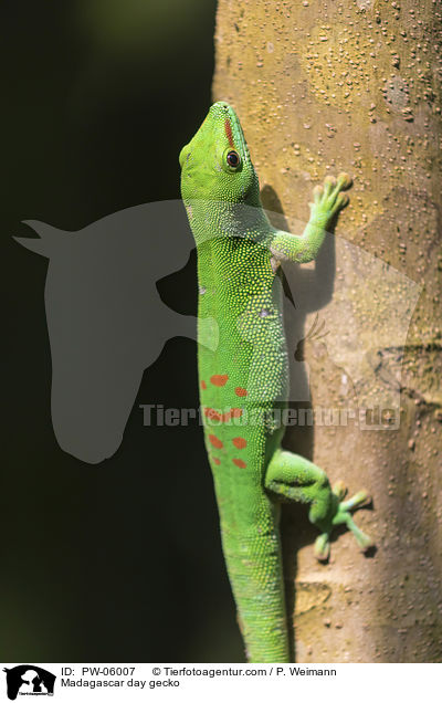 Madagascar day gecko / PW-06007