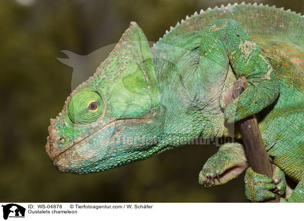 Oustalets chameleon / WS-04878