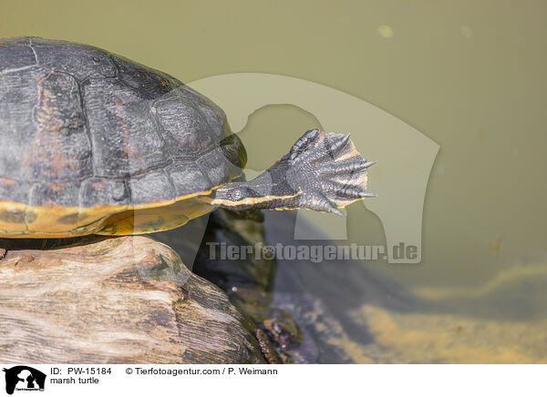 marsh turtle / PW-15184