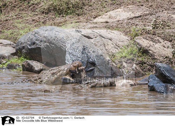 Nile Crocodile kills Blue Wildebeest / IG-02794