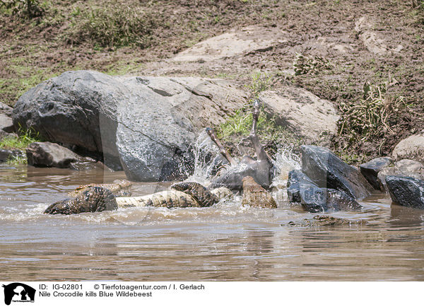 Nile Crocodile kills Blue Wildebeest / IG-02801